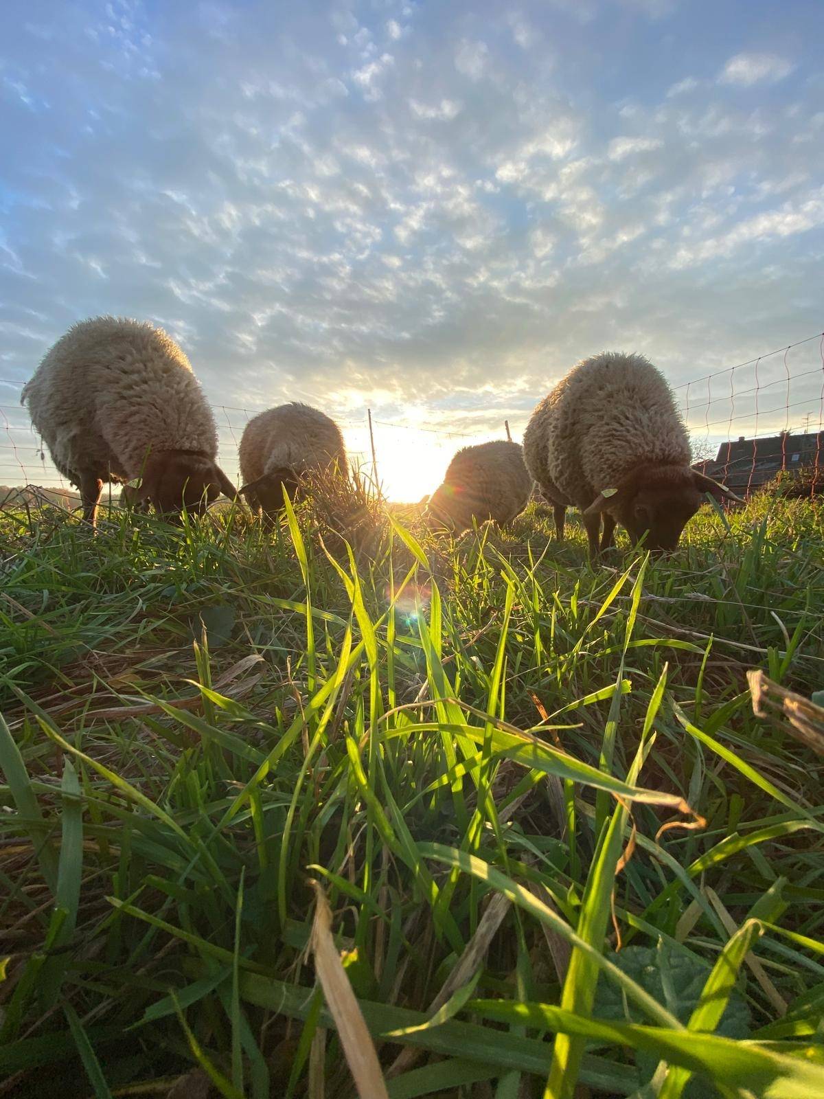  Ökologische Landschaftspflege - die Schafherde bei der Beweidung.   