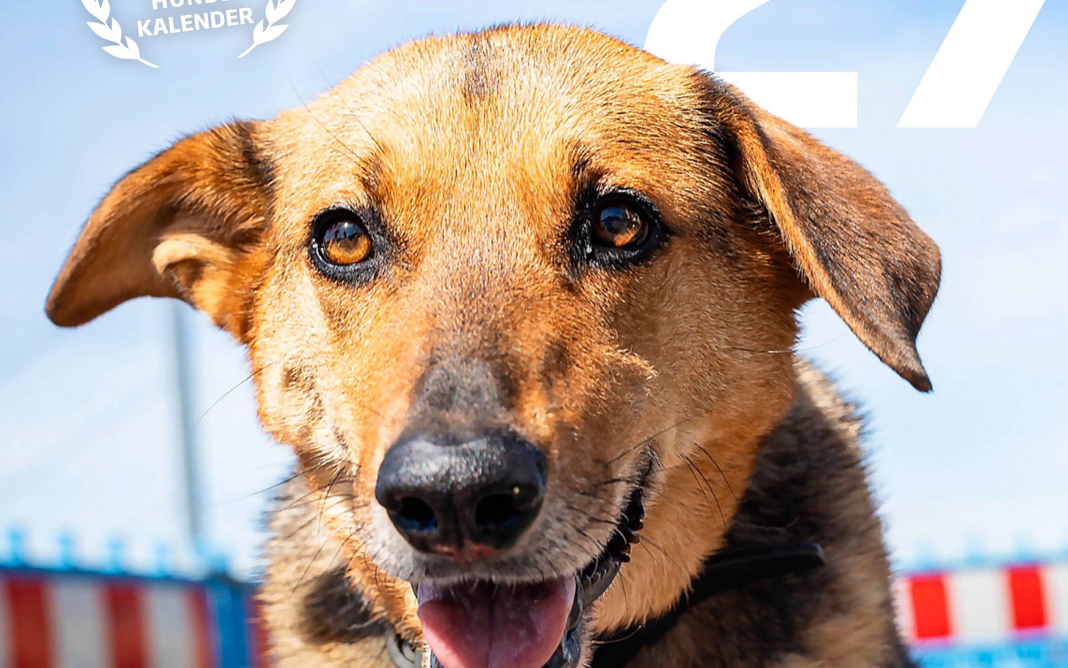  Auch in Gladbach von fiftyfifty-Verkäufern (oft vor Supermärkten) käuflich zu erwerben: der Straßenhundekalender 2027. 