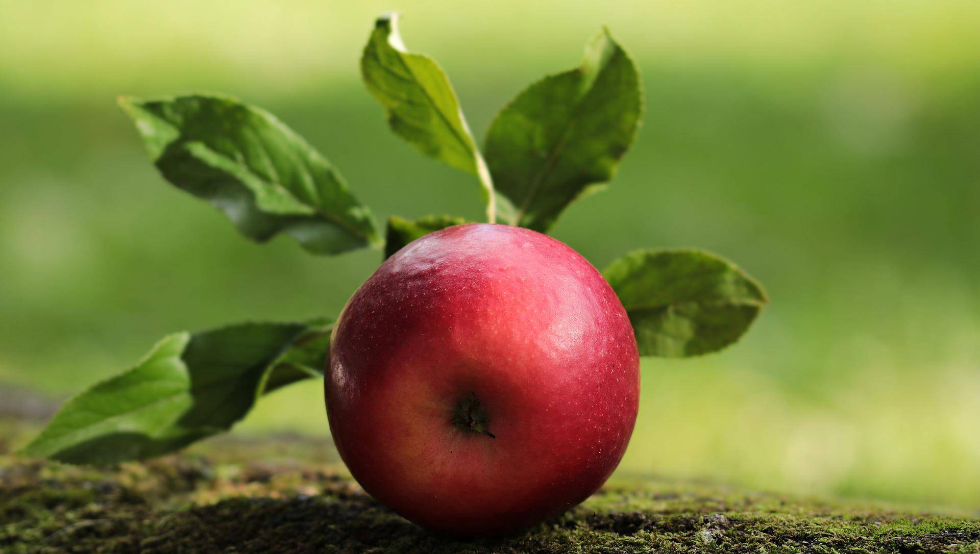 Der Apfel ist auch Thema beim Verein Euregia. 