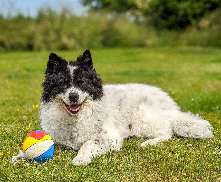 Wie viele Hunde gibt es in Kempen?