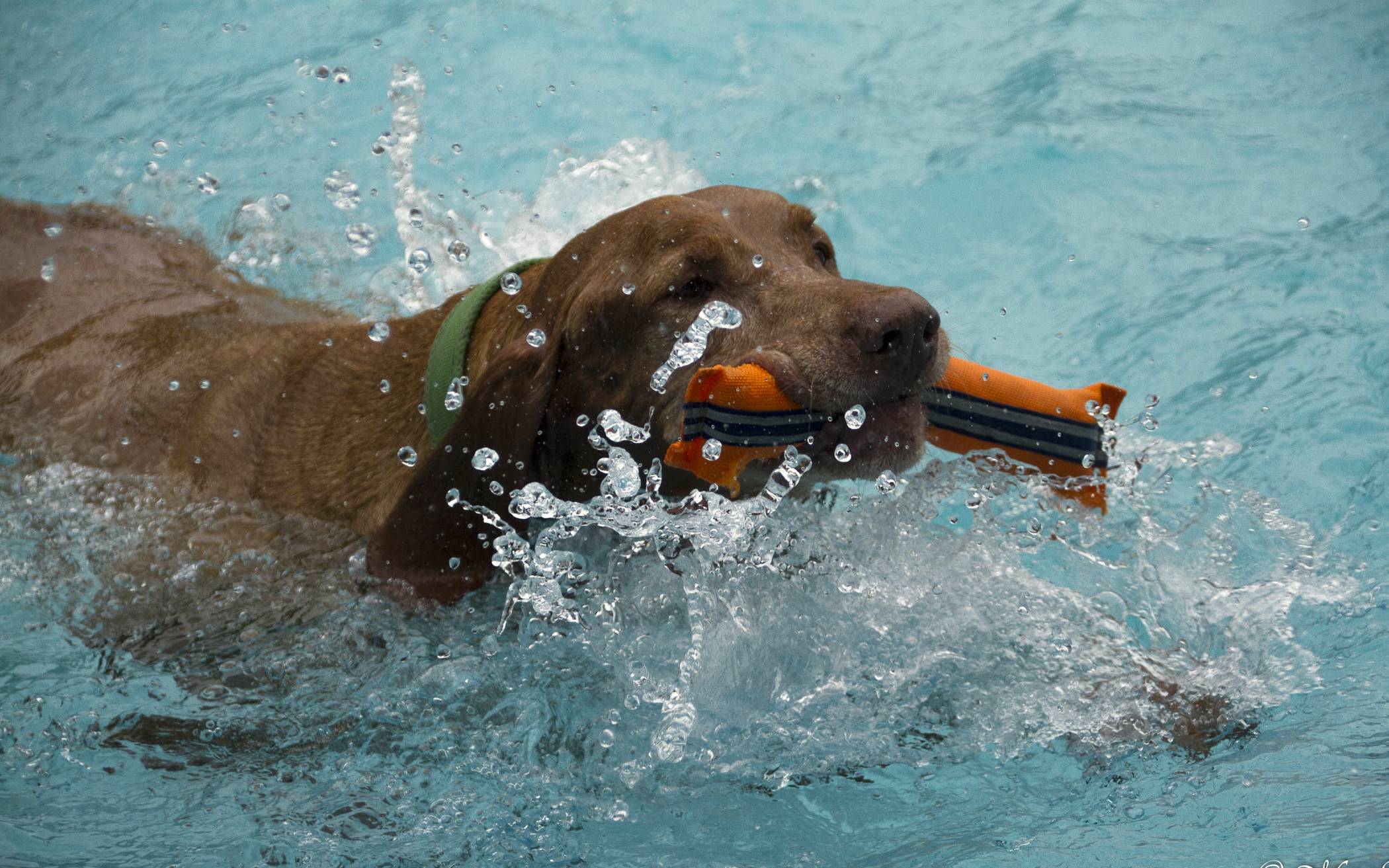 Hundeschwimmen im Underberg-Freibad