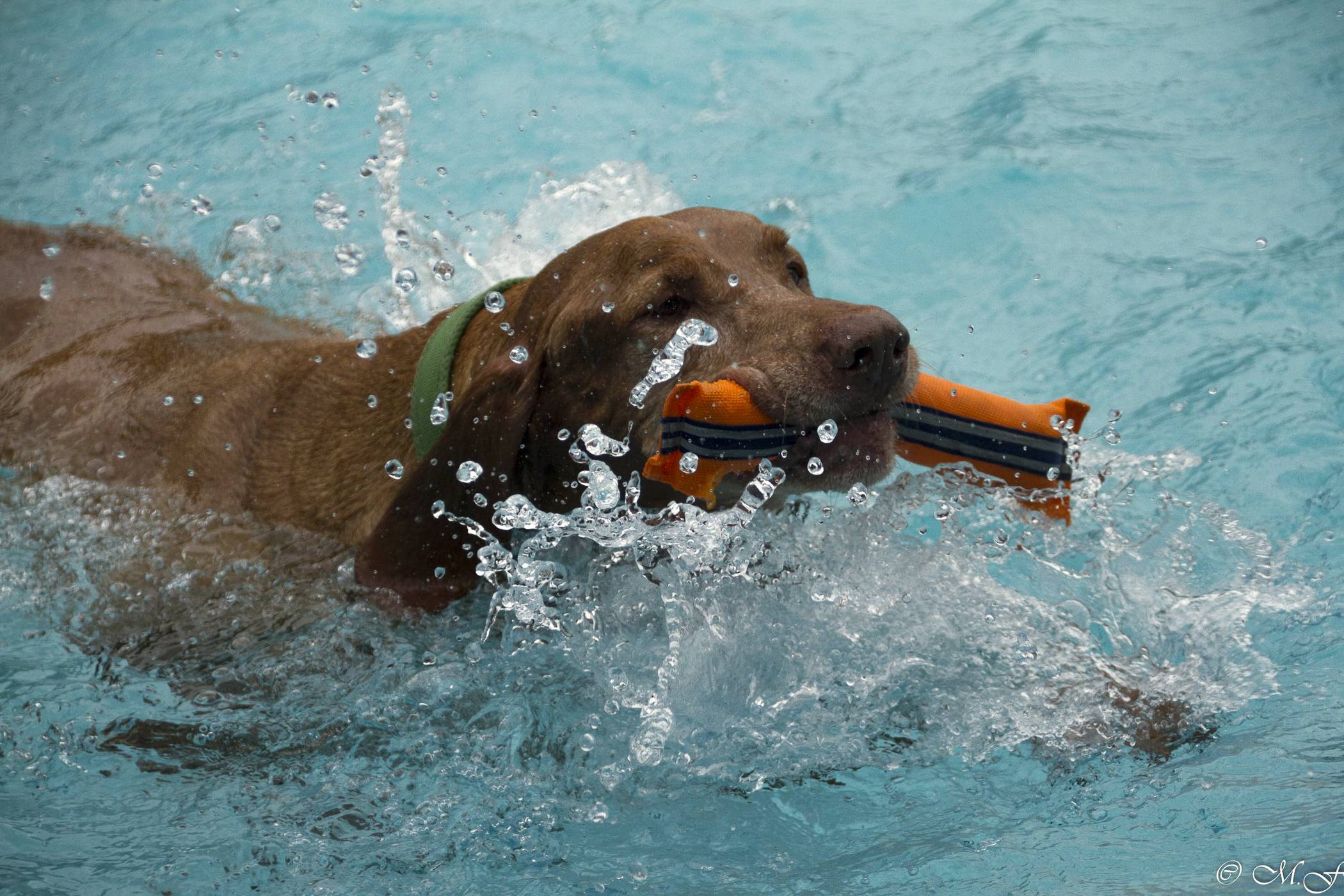 Hundeschwimmen im Underberg-Freibad