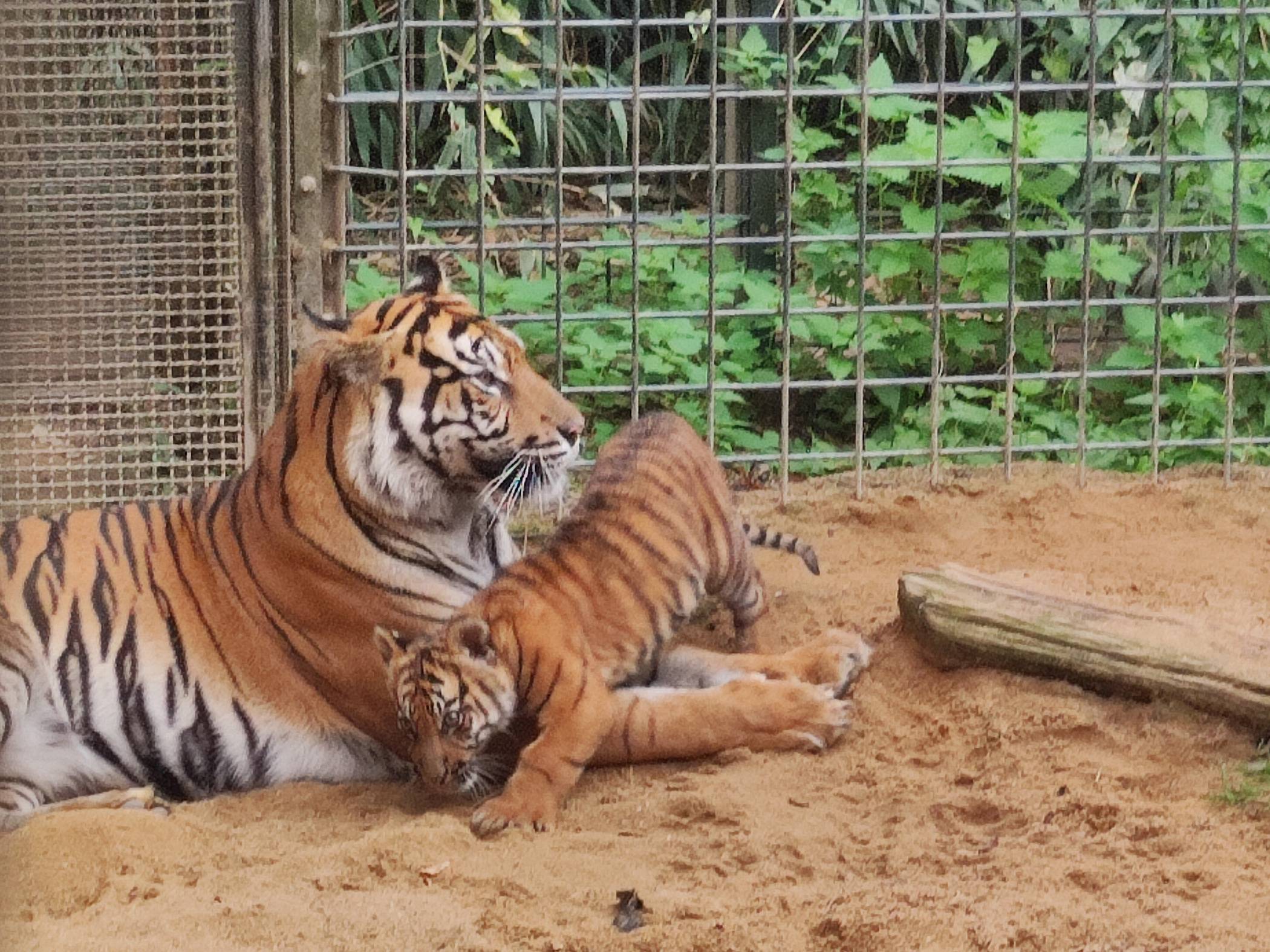 Fürsorglich: Sumatra-Tigerkatze Mau mit ihrem 13 Wochen altem Jungtier. Foto: Zoo Krefeld