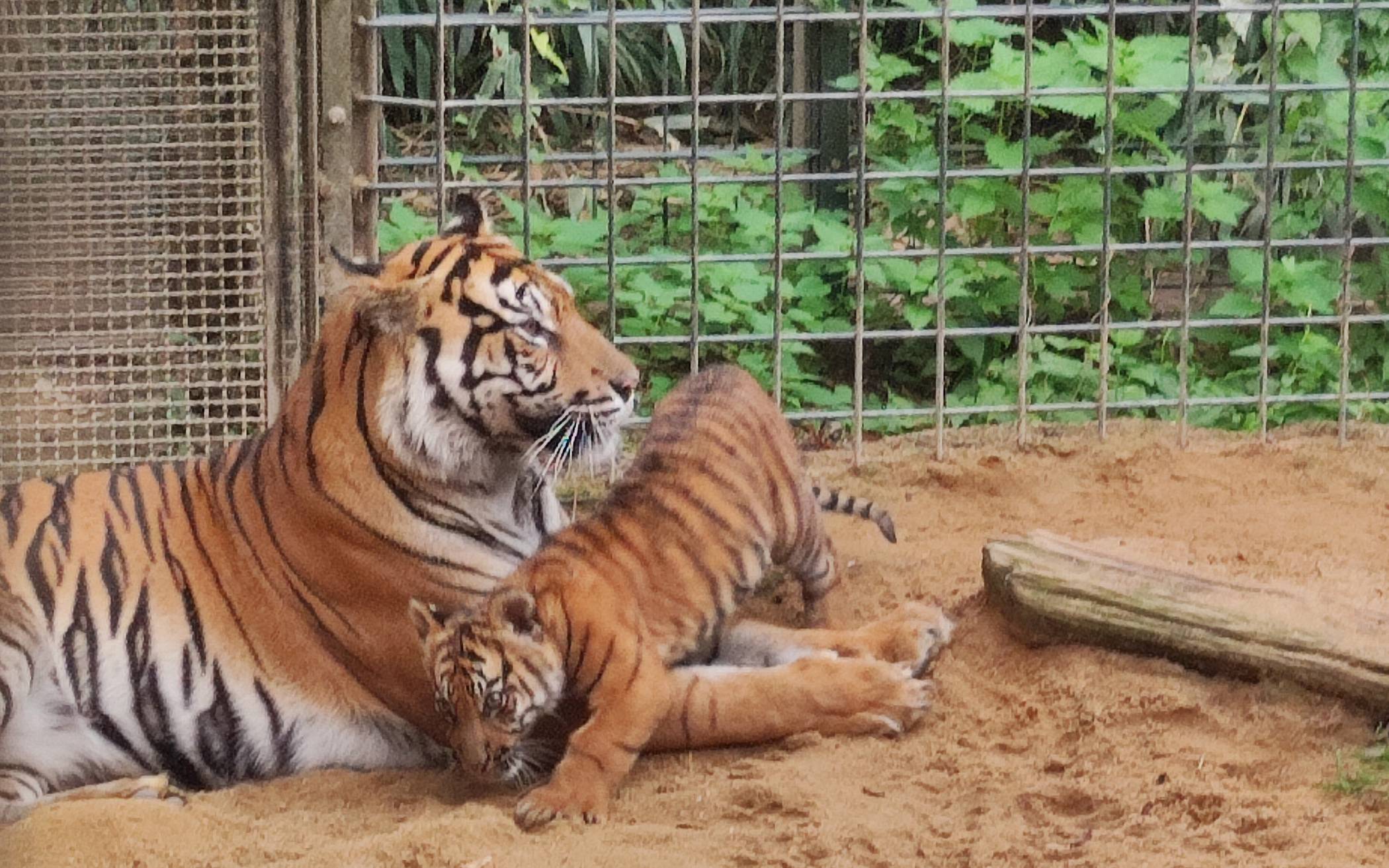 Fürsorglich: Sumatra-Tigerkatze Mau mit ihrem 13