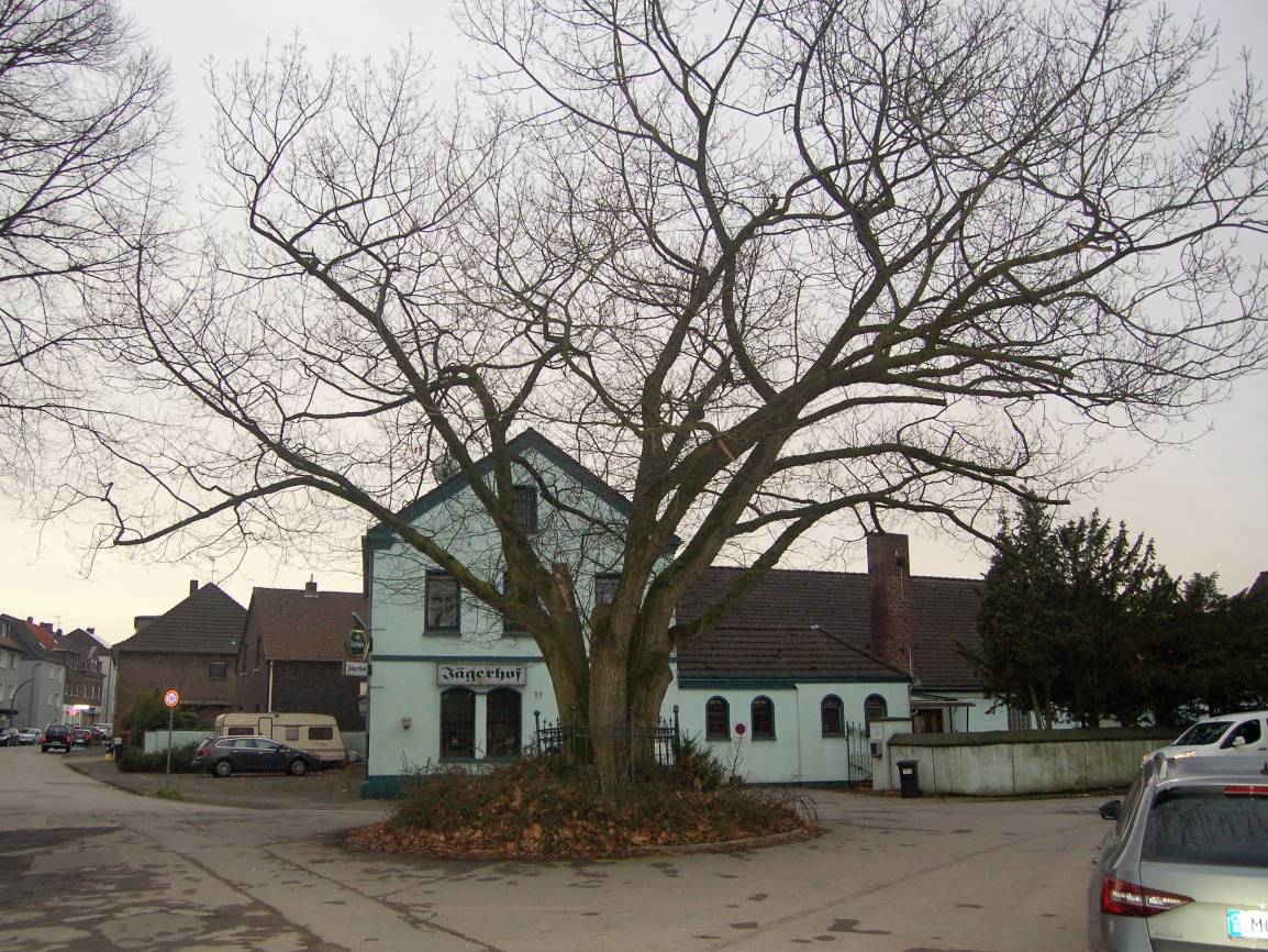 Muss die alte Eiche weichen?