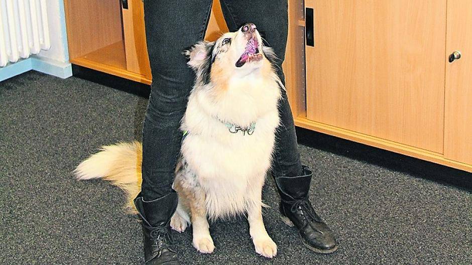 Neben ihrem Job als Schulsozialarbeiterin bildet Alexandra Jansen Pädagogik-Begleithunde aus.