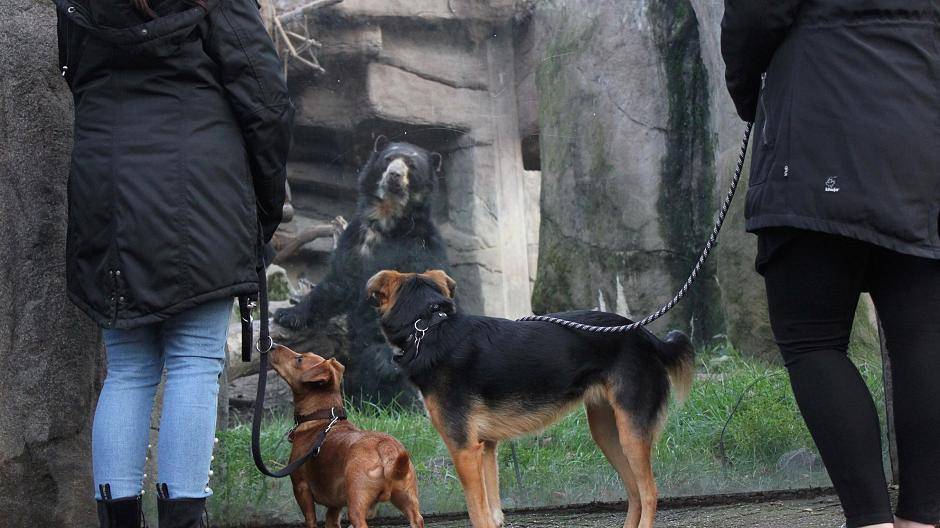  „Für Hunde aufregender als für Zootiere“ — demnächst gibt’s Vierbeiner auch auf der anderen Seite des Geheges. 