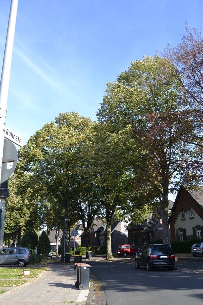 Die Katze saß oben im Baumwipfel auf der Ruhrstraße. Die Tierschützerin vermutet, dass das Tier aus Panik den Baum hoch sei.