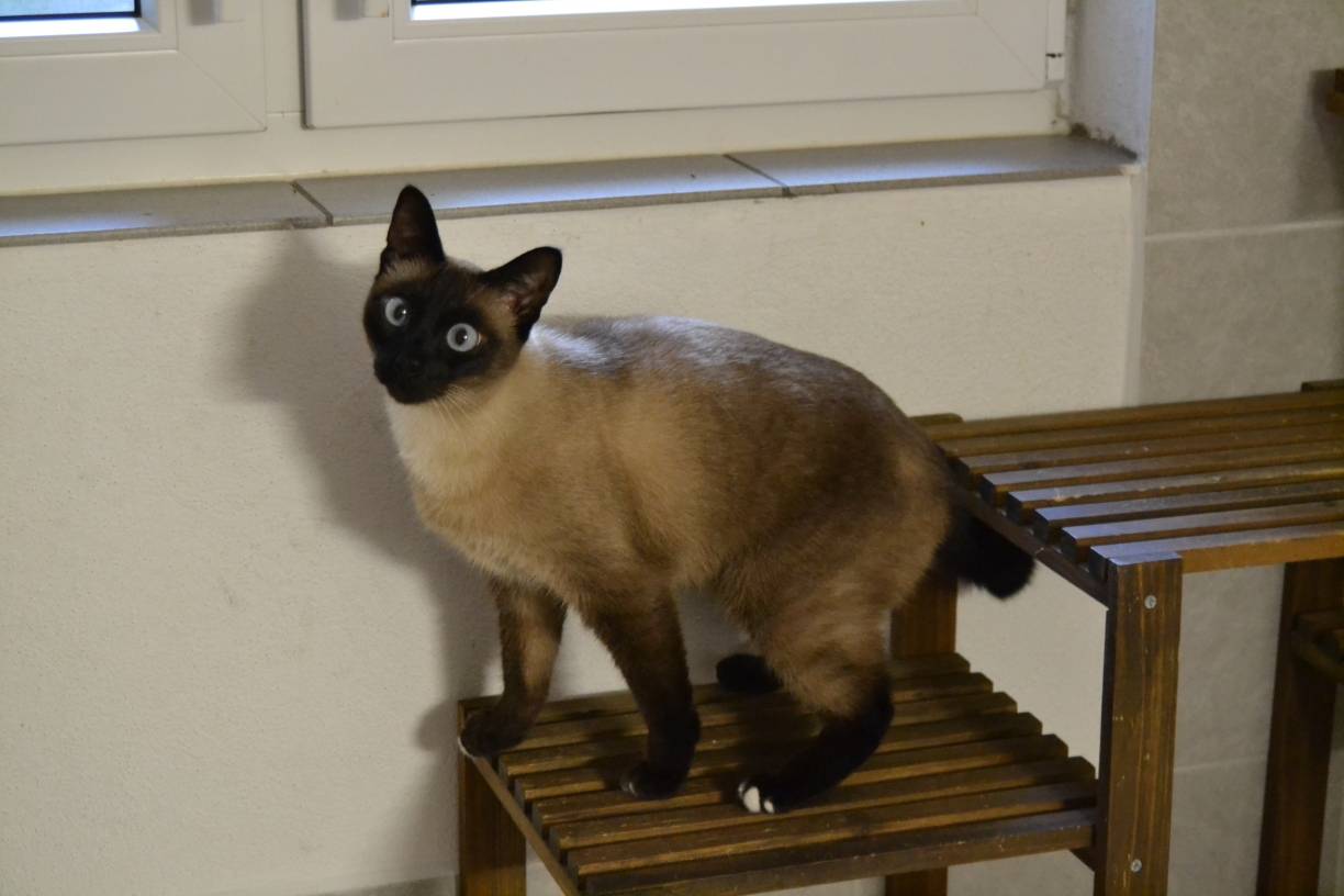 Besonderheit: Der Schwanz ist nicht voll ausgeprägt.