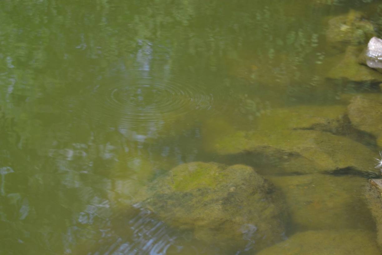  Bereits ab einer Wassertiefe von wenigen Zentimetern ist der Grund des Binsenteiches nicht mehr zu erkennen. 