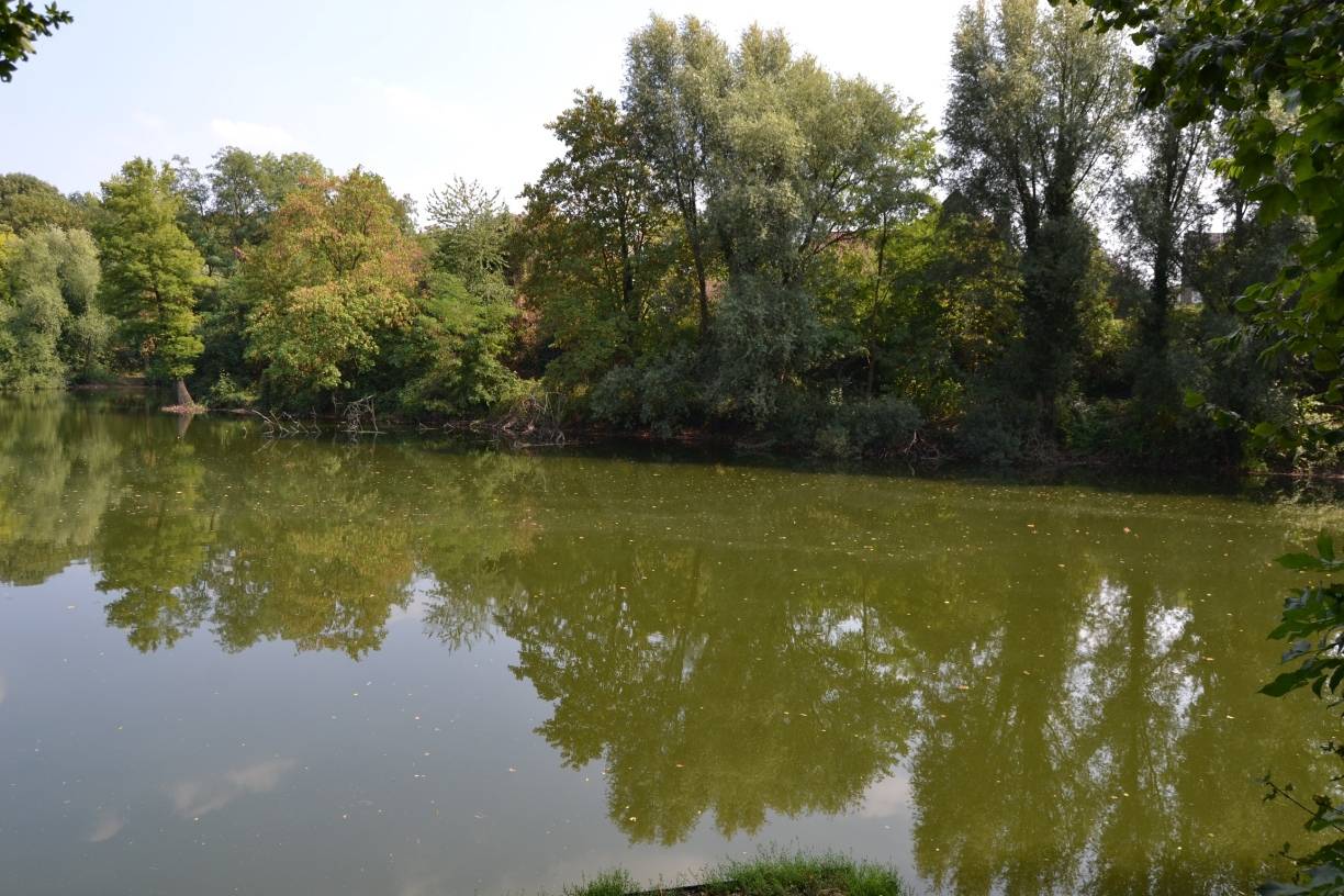 Der größere Binsenteich in Rumeln am Mittwochmittag - alles im „grünen Bereich“?