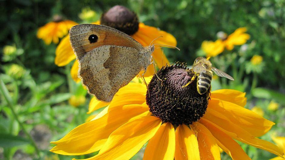 Bienenweide am Pappelsee