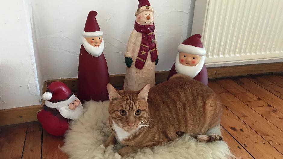 Tierschutzverein bittet um Hilfe