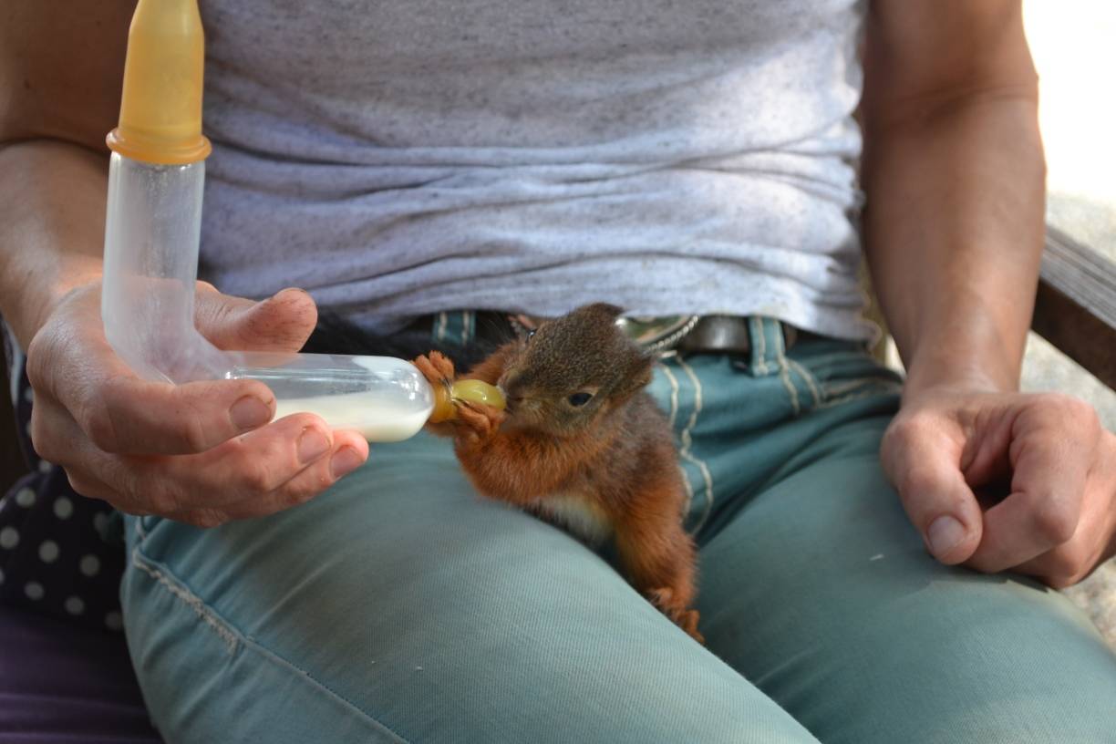 Fipsi ist geschätzte sechs Wochen alt. Seit 14 Tagen wohnt er auf dem Buschmannshof und entwickelt sich dank frischer Ziegenmilch und liebevoller Pflege prächtig.