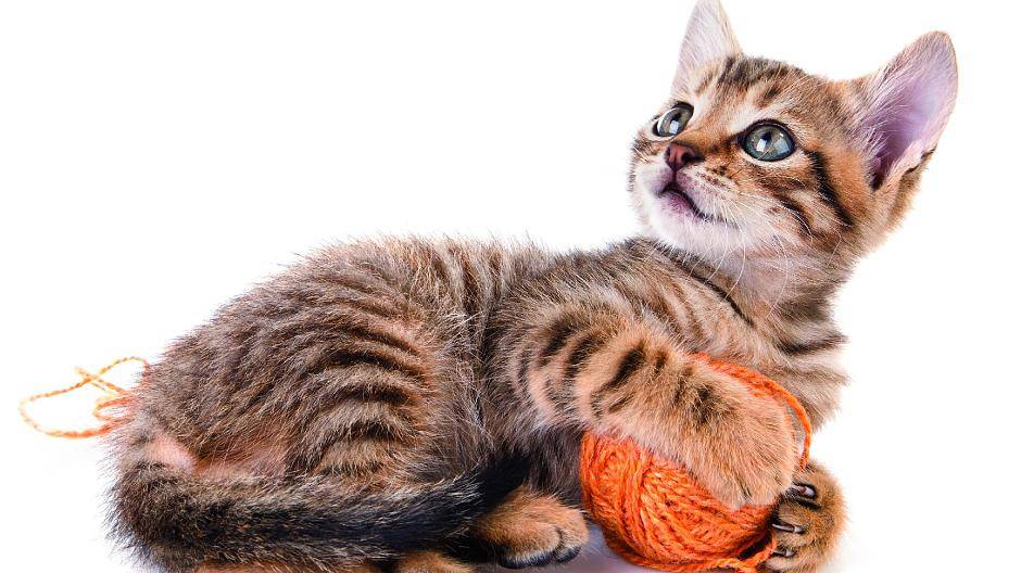 Topfit im Winter: Tipps für Freigänger