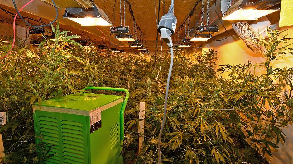 Ein Blick in die Plantage