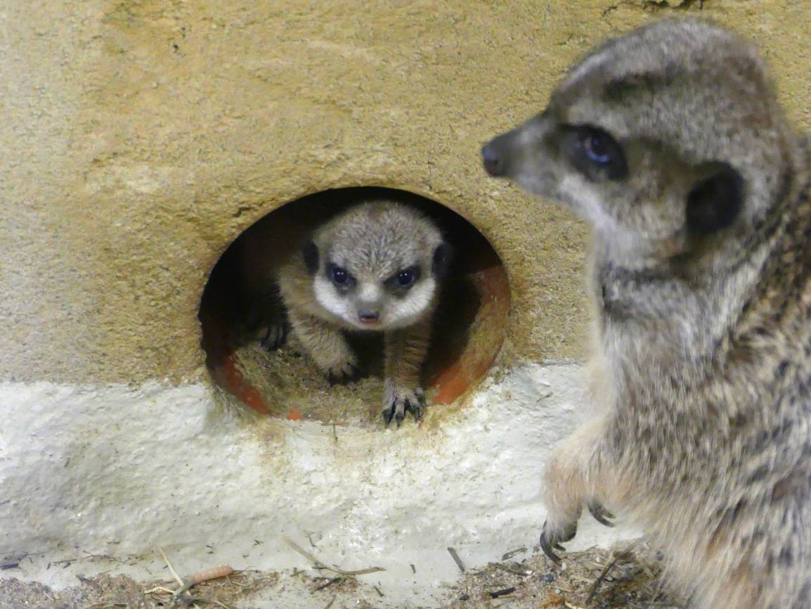 Hier ist das Erdmännchenbaby