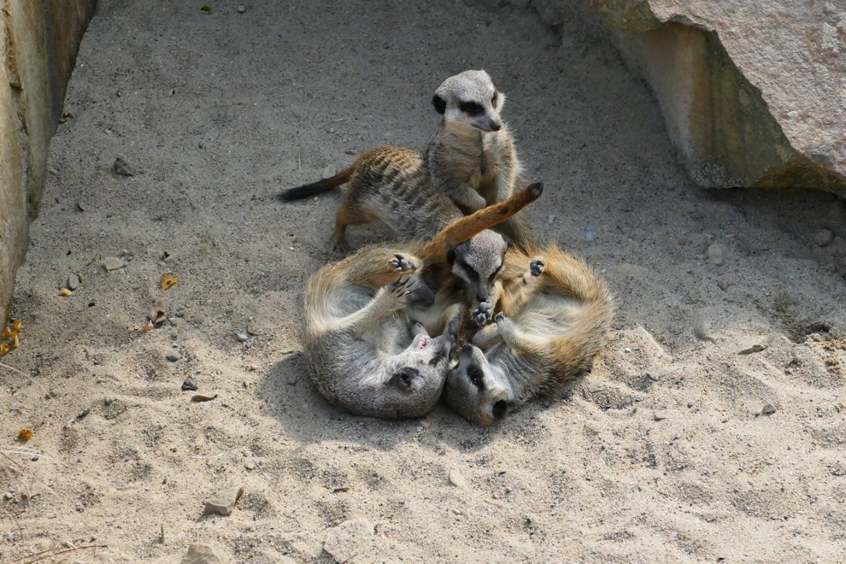 Nachfolger von Toni: Neuer Erdmännchen-Chef im Krefelder Zoo