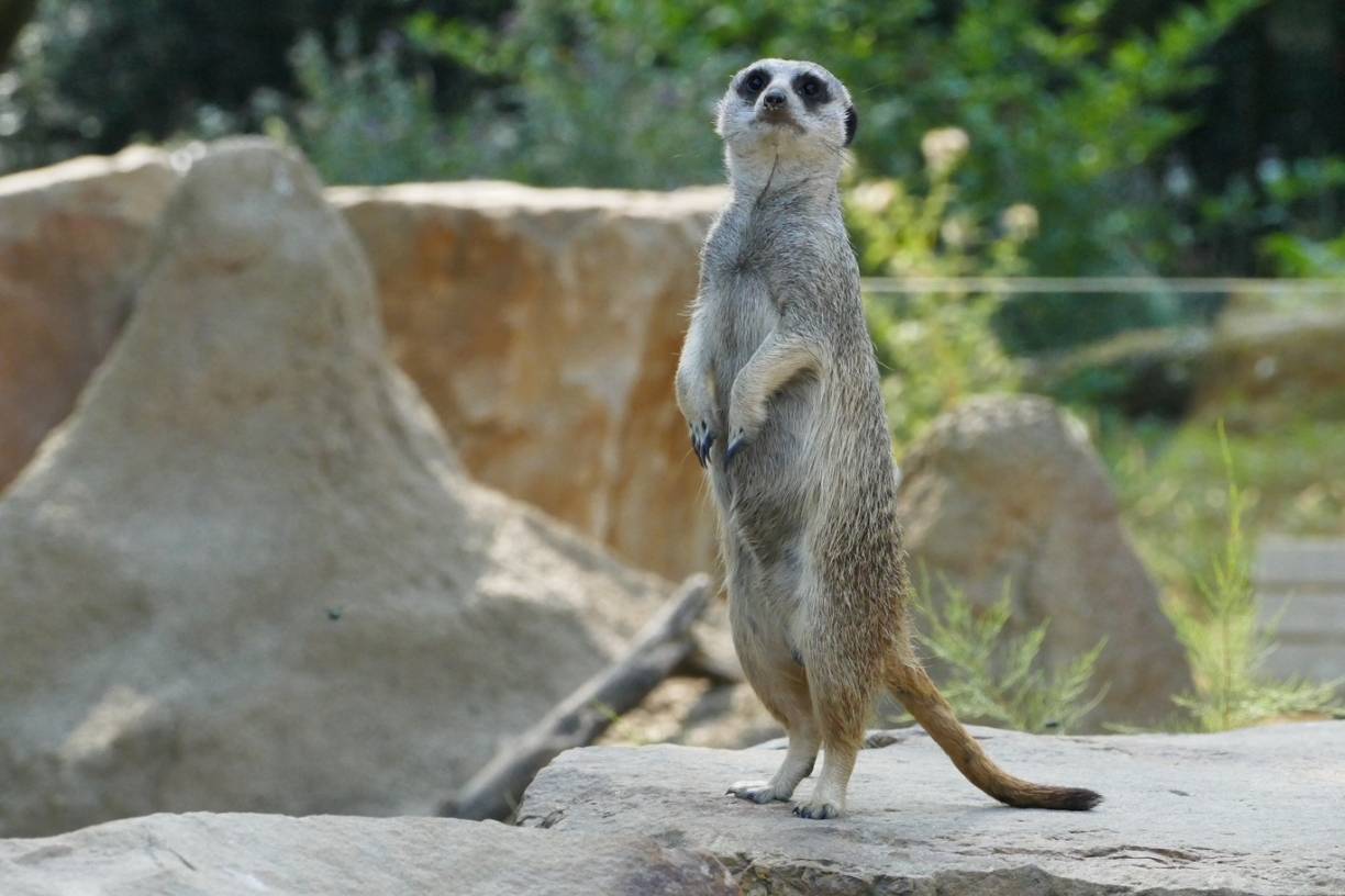 Nachwuchs bei den Erdmännchen