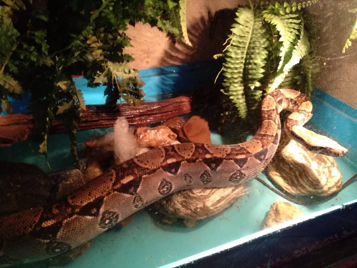 2 Meter lange Boa constrictor wird vermisst