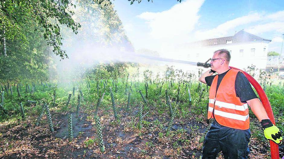  3.570 Kubikmeter, das sind 3,57 Millionen Liter, wurden allein in Rheinhausen an der Kruppdeponie auf die Jungbäume gebracht. Dank geht an die Freiwillige Feuerwehr. 