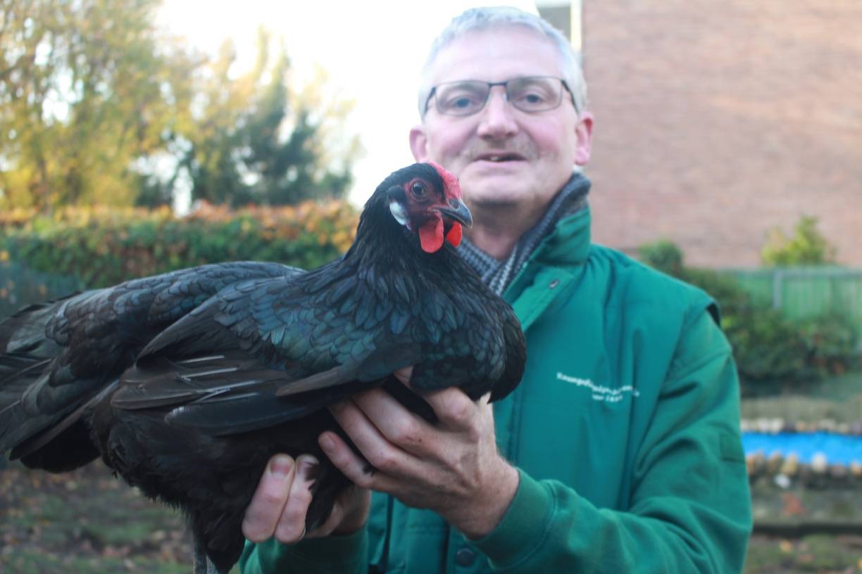 Ausstellung Rassegeflügel