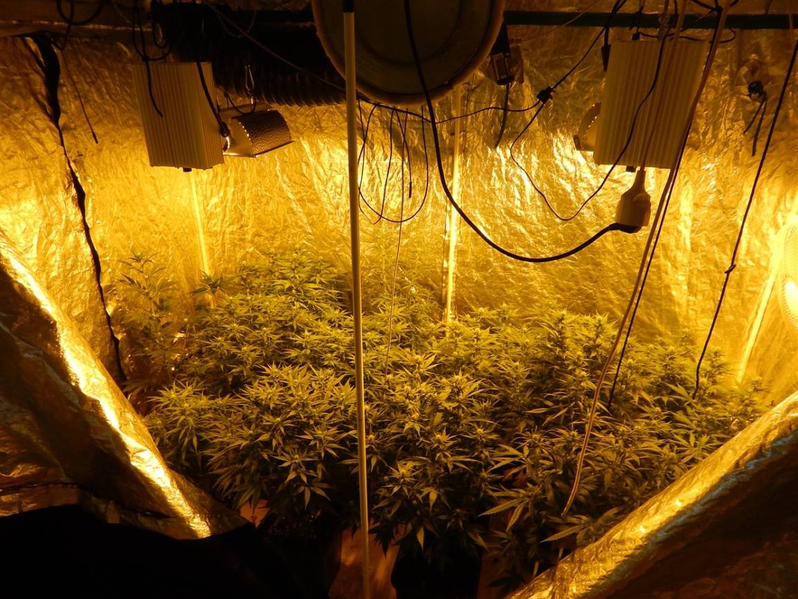 Polizei fasst Drogendealer: Zwei Kilo Marihuana, 48 Pflanzen und eine Armbrust sichergestellt