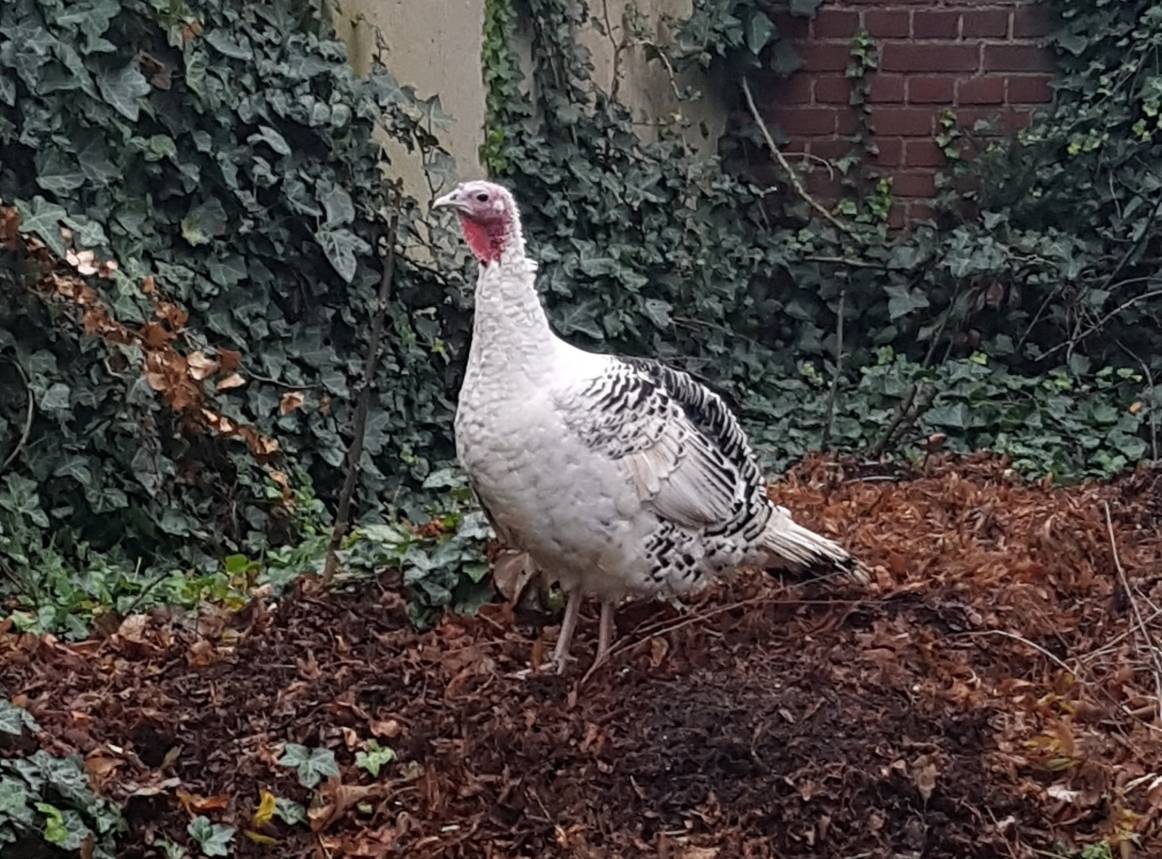 Polizei rettetet Truthahn Ronni