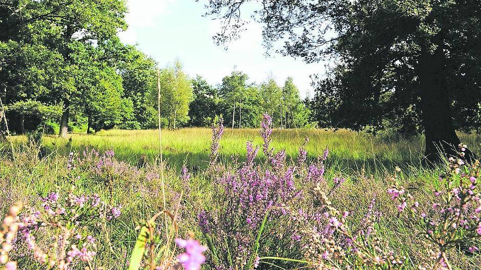 Herrliche Heidelandschaften im Schwalmbruch.