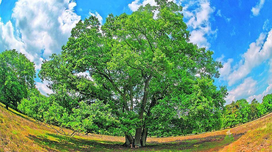  Natürlich ist dies kein Straßenbaum, doch die Hitze macht derzeit allen Bäumen mehr oder minder große Probleme: Die Stadt ruft deshalb zum Gießen auf. 