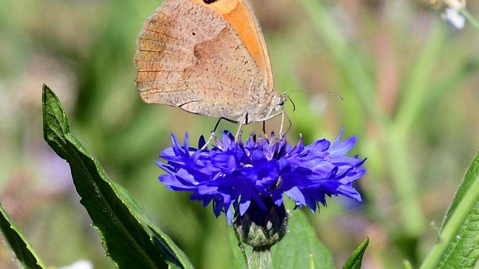  Zahlreiche Schmetterlinge haben auf der Blumenwiese bereits ein Zuhause gefunden. 