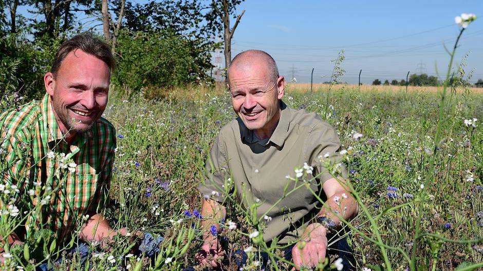 Martin Siekerkotte (li.), Berater für Landbau und Wasserwirtschaft bei der Landwirtschaftskammer NRW, und Thomas Oertel, Leiter Trinkwassergewinnung bei der Stadtwerke Duisburg AG, sind begeistert von der Entwicklung des Blühstreifens nur wenige Wochen nach der Aussaat.