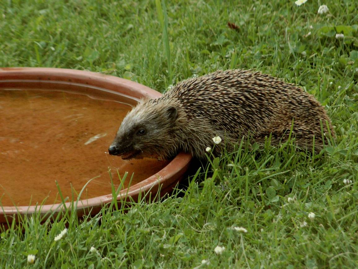 Tierische Erfrischung gefällig?