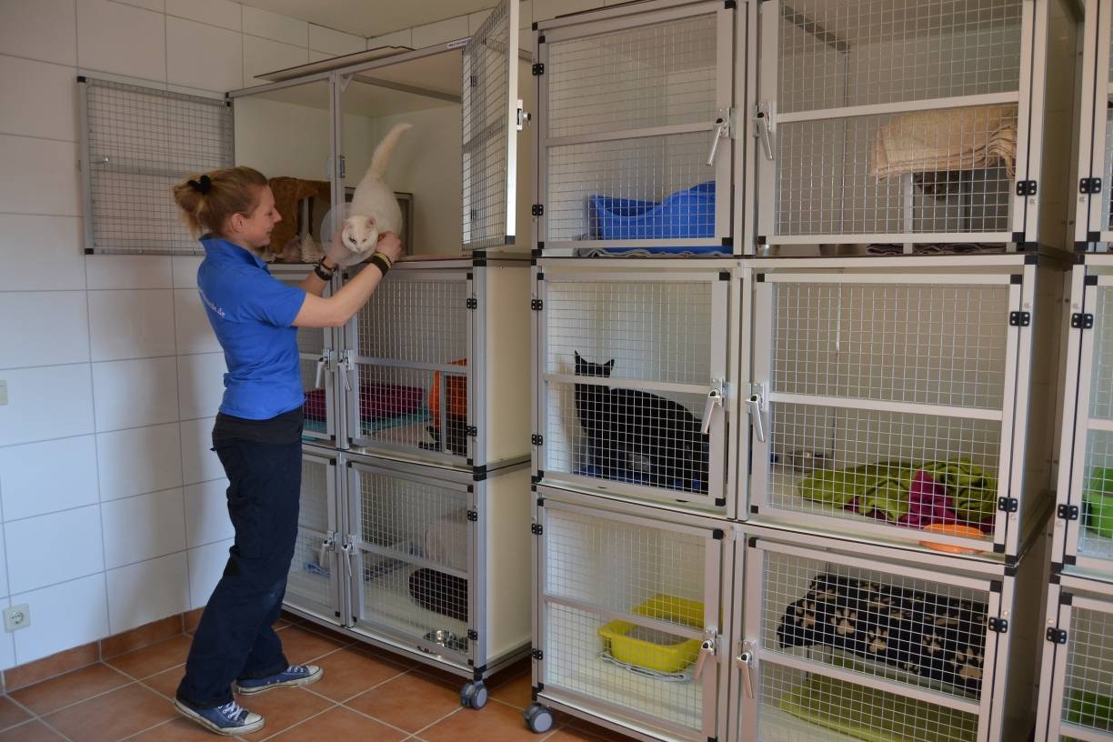 Kater Gamboll ist ein richtiger Schmusetiger