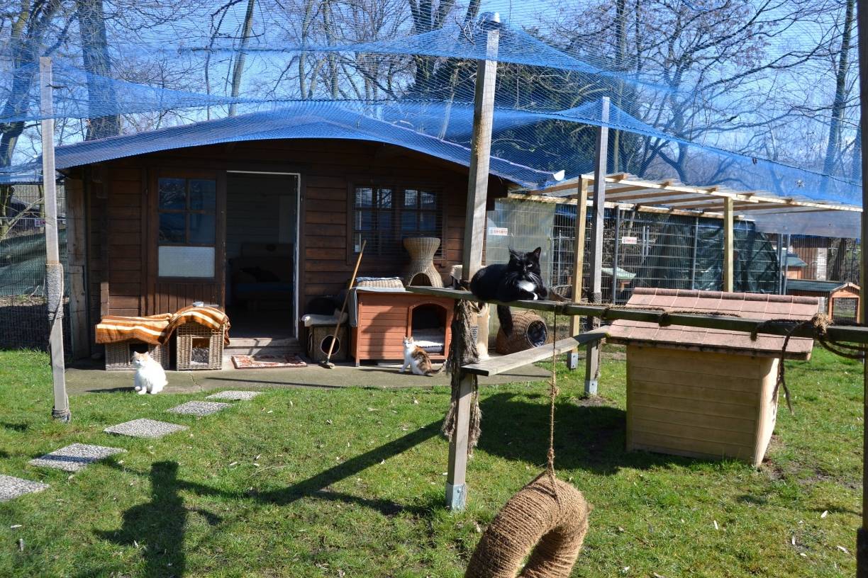  Das große Katzengehege der Tierherberge. Zwei bis fünf Tiere können pro Woche in ein neues Zuhause vermittelt werden.  