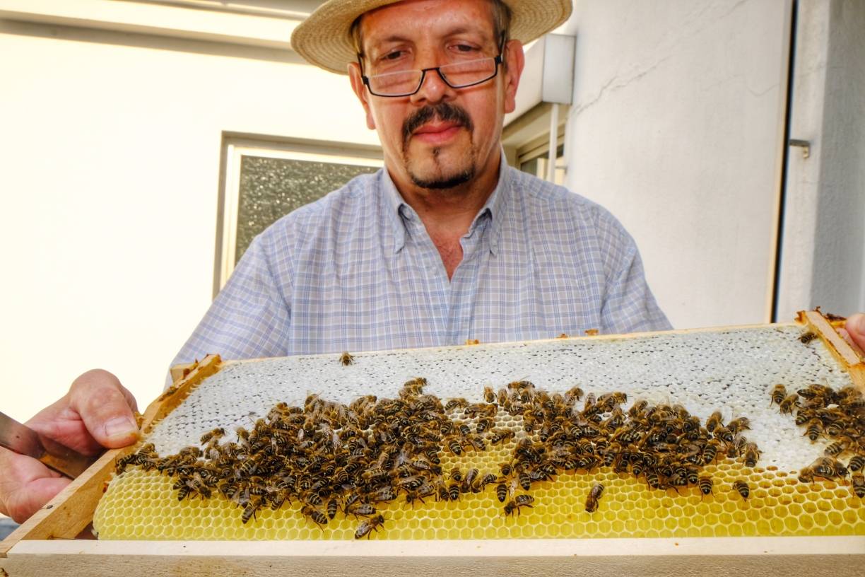 Wimmelbild: Vermessungsingenieur Rainer Geicke hat in der Krefelder Innenstadt, gleich neben seinem Büro, einen Bienenstock eingerichtet. Liebevoll kümmert sich der Hobbyimker um das Wohlergehen seiner Schützlinge, die ihm seine Mühe mit reichlicher Honigernte danken.
