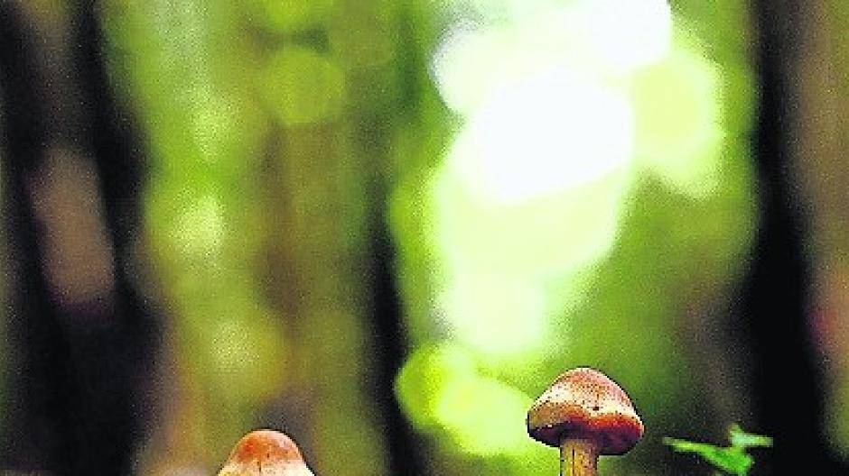 Die Untere Naturschutzbehörde weißt darauf hin, dass Pilzsammler Regeln und Vorschriften beachten müssen.