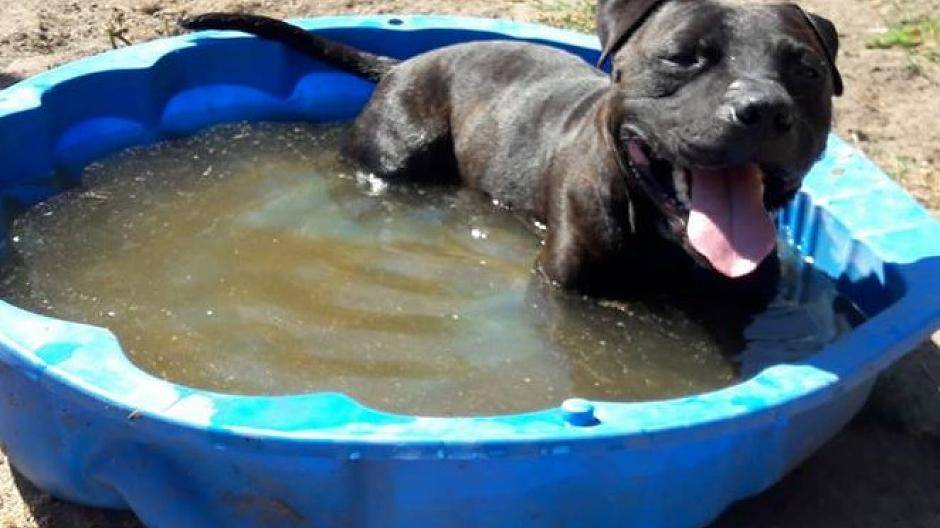 Ozzy genießt ein erfrischendes Bad. Mehrere dieser Planschbecken stehen zur Verfügung. 