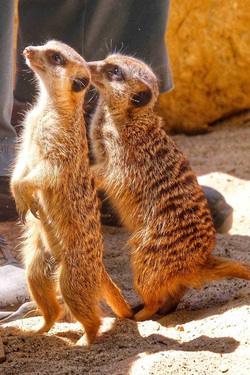 Wo ist Toni Erdmann?