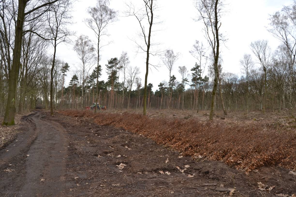  Keine Bäume zu fotografieren, ist nicht so leicht. Hier haben auf jeden Fall mal mehr gestanden. 30.000 Bäume sollen nun im gesamten Waldgebiet neu gepflanzt werden. 