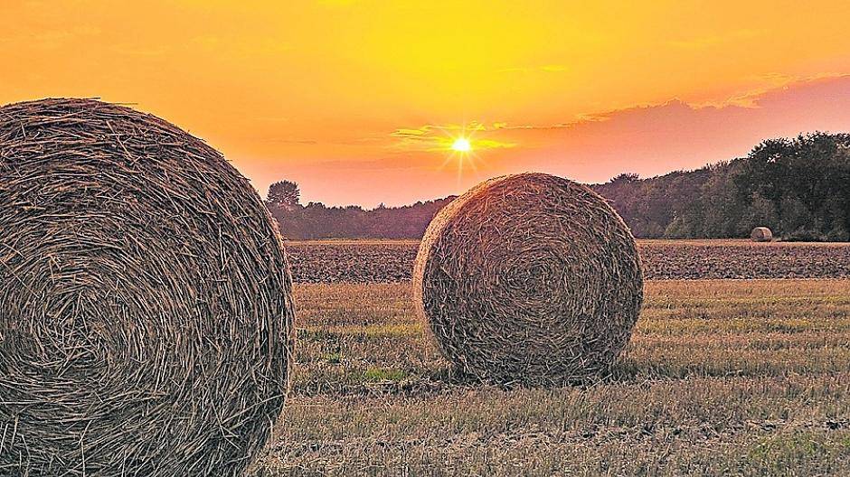 Früher als sonst sieht man in unserer Region die großen Strohballen auf den Feldern. 