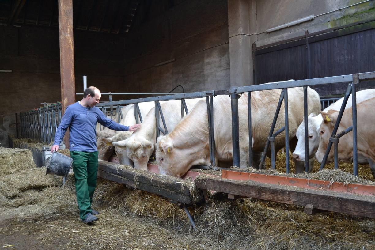  Matthias Meiwes bei der Rindtierfütterung: In dem bäuerlichen Familienbetrieb in Kapellen ist mittlerweile die vierte Generation tätig. Das Hauptgeschäft ist die Schweinemast. Das Futter für die Tiere wird selbst angebaut, Zuckerrüben und Raps gehen aber auch in den Markt. 