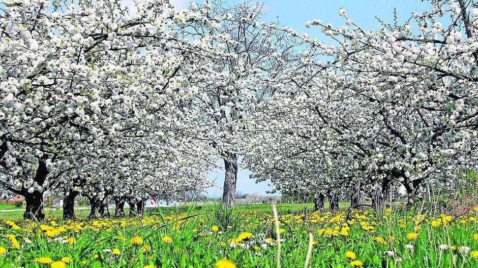Mach’s wie der Kirschbaum!