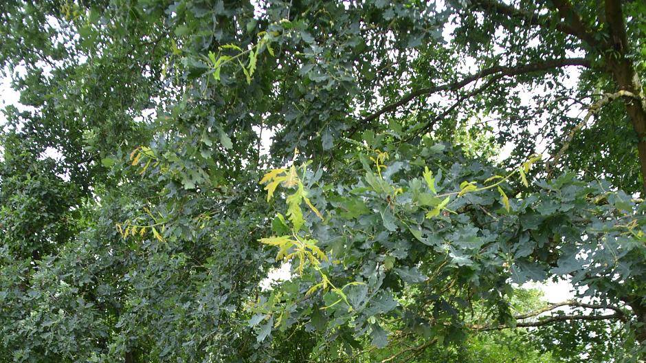 Biotop "Grubenfeld Fritz"