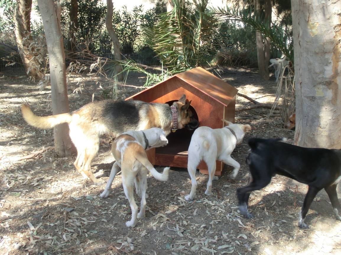  ...und Hunde leben ebenfalls im Tierheim SAWA. 