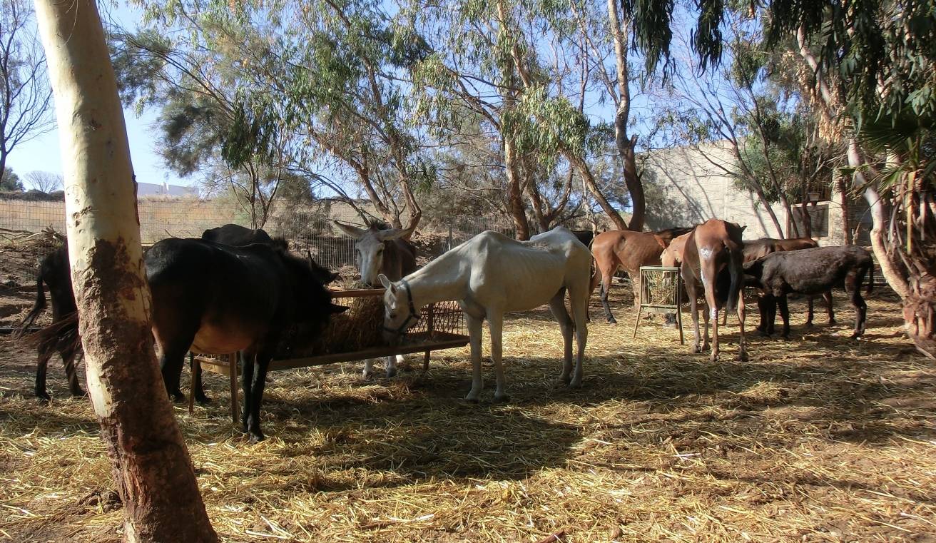  Esel auf dem Gnadenhof auf Santorini. 