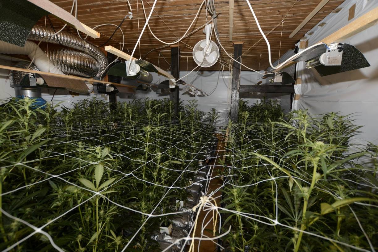 Drogenplantage entdeckt - Betreiber geht in U-Haft