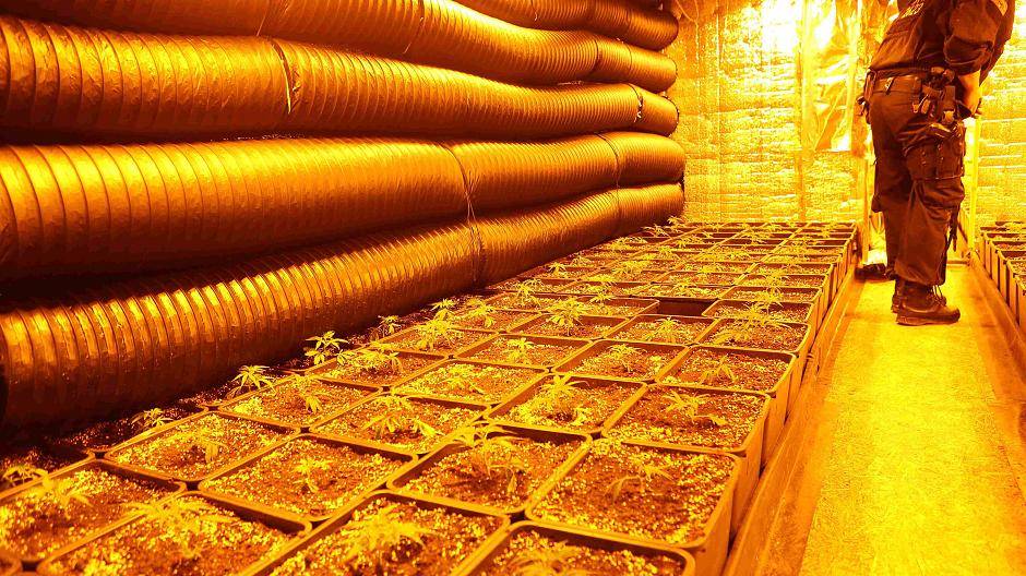 Polizei findet 560 Cannabis-Pflanzen in Uerdingen