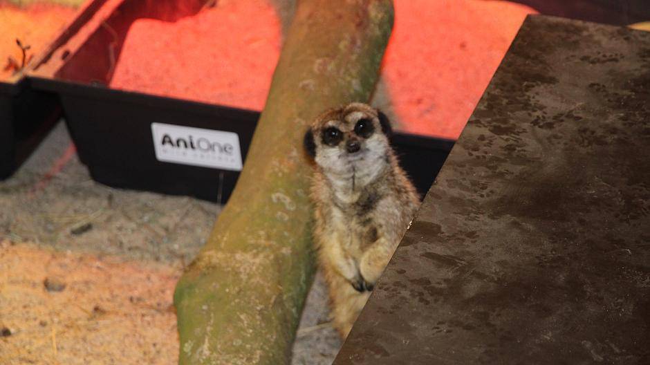 Noch wohnt "Toni Erdmann" allein in seinem Gehege