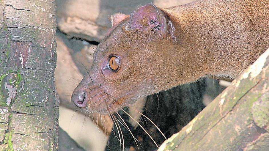 Duisburger Fossa-Mütter lieben ihre Jungtiere